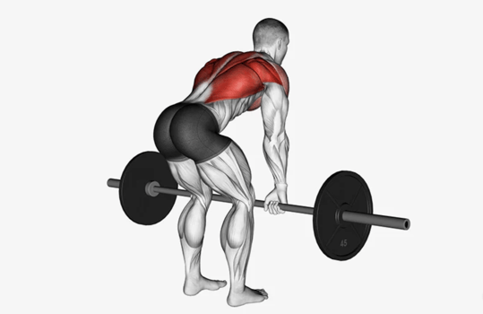 Bent over row exercise