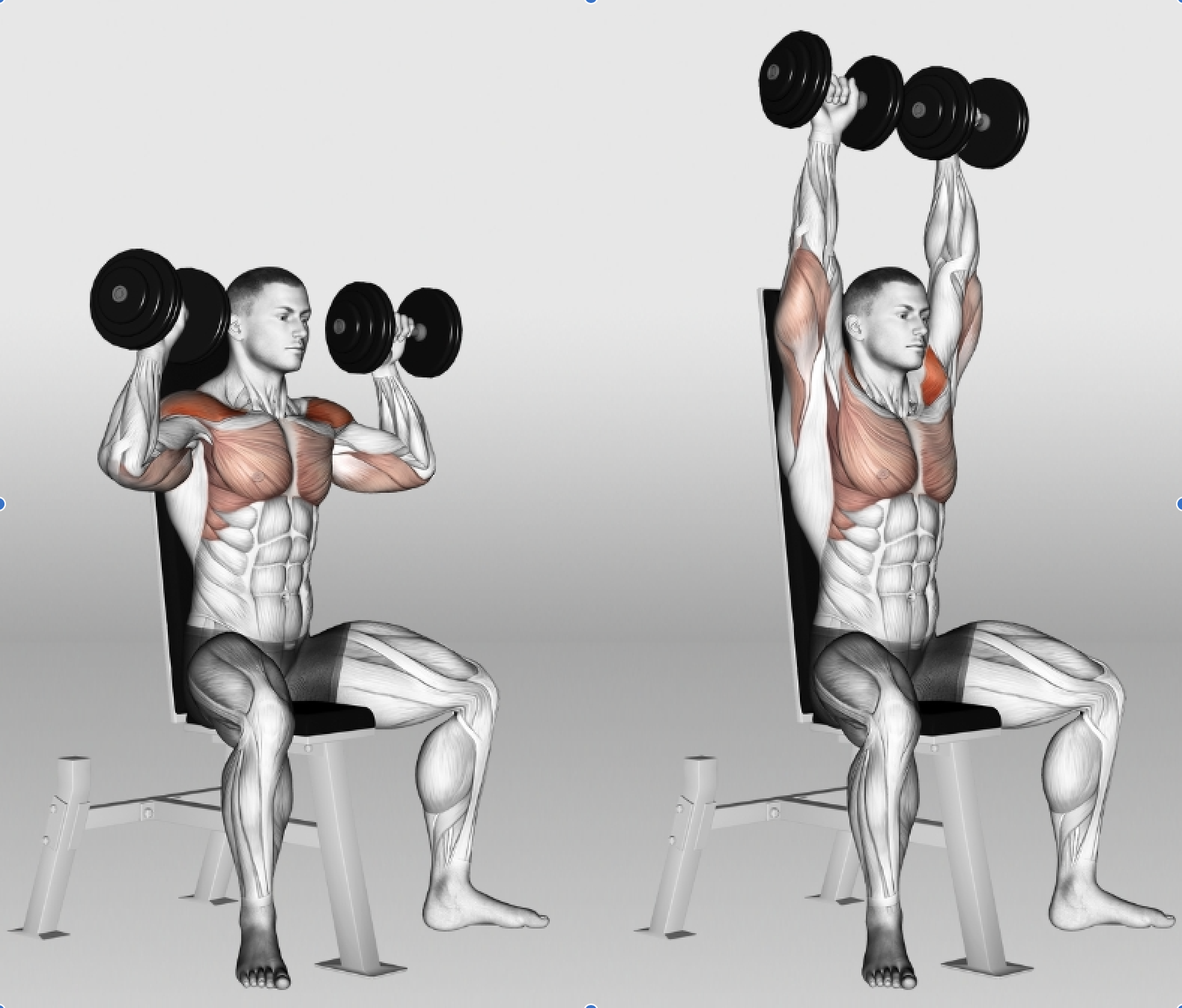 Overhead Press vs Incline Bench Press | Which Yields Better Gains