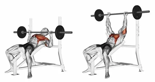 Optimal Incline Bench Angle for Upper Chest Muscle Gains